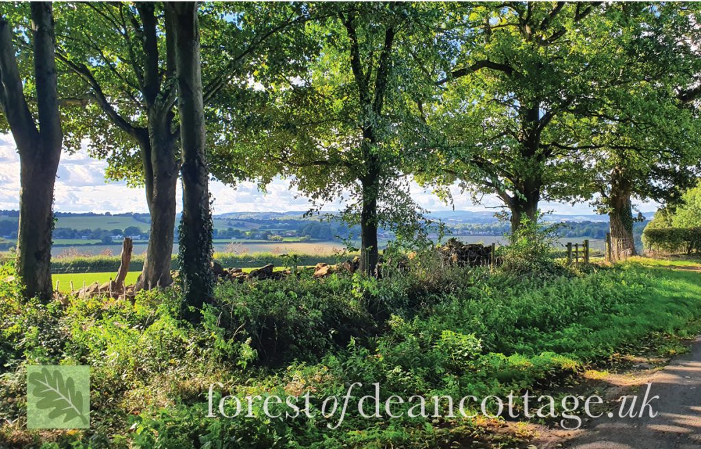 Walks in Eastbach, Forest of Dean