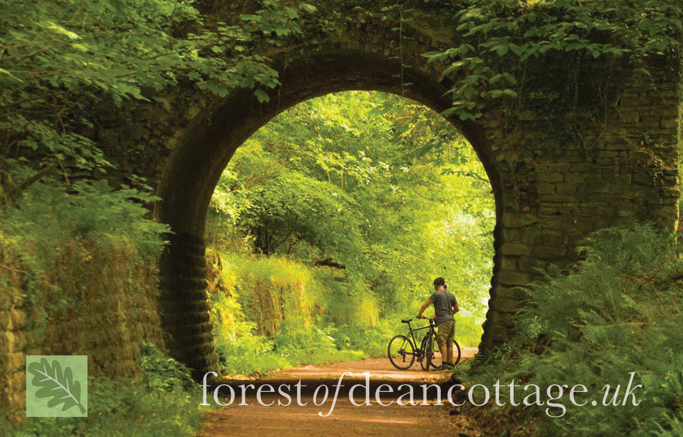 Cycling in the Forest of Dean